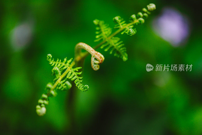 蕨类植物的Macrophotography Shots